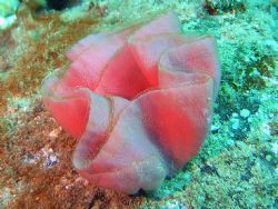 Soft coral in Maui Hawaii, Honalua Bay (SP) by Garry Rogers 
